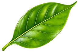 Distant Floating Leaf